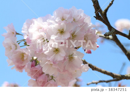 松山城本丸広場に咲く満開の桜 松山城本丸広場に咲く満開の桜 38347251
