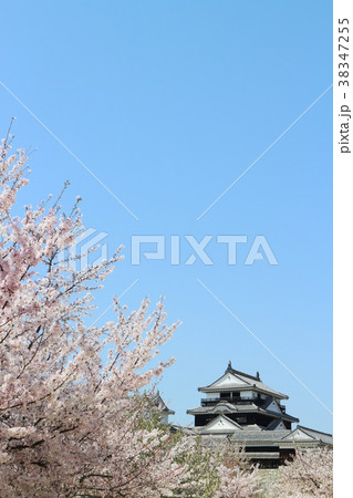 満開の桜と松山城 38347255