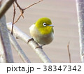 メジロ、めじろ、野鳥、 38347342
