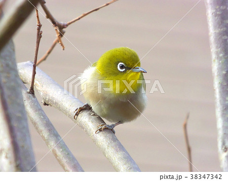 メジロ めじろ 野鳥 の写真素材