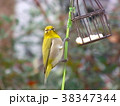 メジロ、めじろ、野鳥、バードケーキを食べるメジロ 38347344