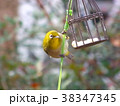 メジロ、めじろ、野鳥、バードケーキを食べるメジロ 38347345