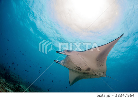 Manta in the blue ocean background portrait 38347964