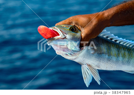 stomach of catched fish 38347965