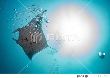 Manta in the blue ocean background portrait 38347969