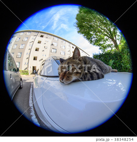 車の上のキジトラ猫 車の上のキジトラ猫 38348254