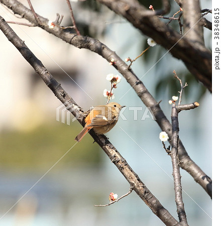 梅の木とジョウビタキのメス 38348615