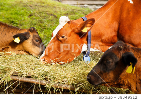 Cows in farm 38349512