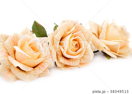 Roses Roses 38349513