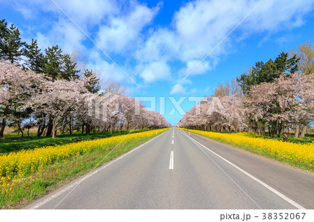 秋田県 菜の花ロード桜並木の写真素材 3567