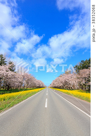 秋田県 菜の花ロード桜並木 秋田県 菜の花ロード桜並木 38352068