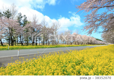 秋田県 菜の花ロード桜並木の写真素材 3570