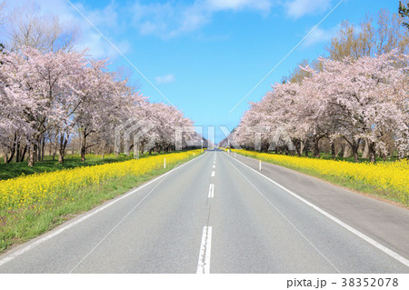 秋田県 菜の花ロード桜並木の写真素材 3578