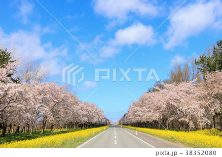 秋田県　菜の花ロード桜並木 38352080