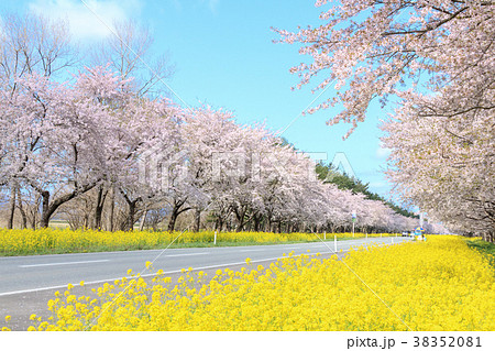 秋田県 菜の花ロード桜並木の写真素材 3581