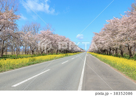 秋田県 菜の花ロード桜並木の写真素材 3586