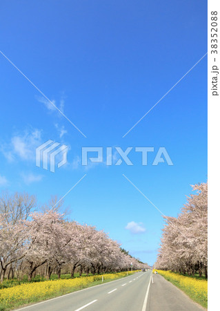 秋田県　菜の花ロード桜並木 38352088