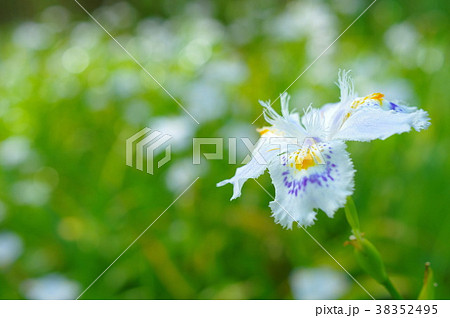 シャガの花(クローズアップ) シャガの花(クローズアップ) 38352495