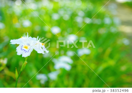 シャガの花 38352496