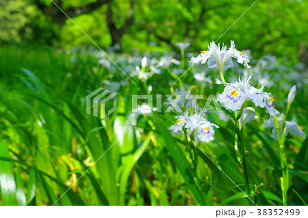 木漏れ日の中で咲くシャガの花 木漏れ日の中で咲くシャガの花 38352499