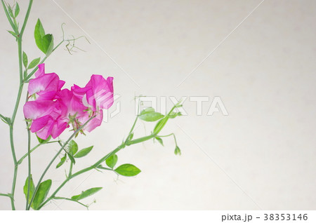 ピンクのスイートピー 38353146