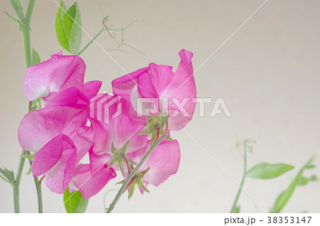 ピンクのスイートピー（クローズアップ） 38353147