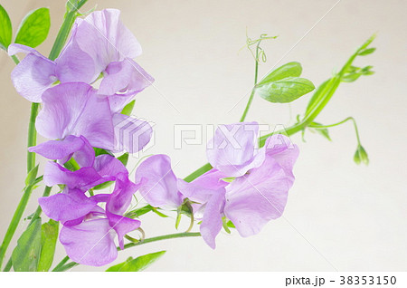 薄紫色のスイートピー（クローズアップ） 38353150
