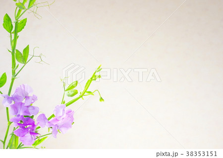 薄紫色のスイートピー 38353151
