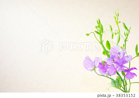 薄紫色のスイートピー 38353152