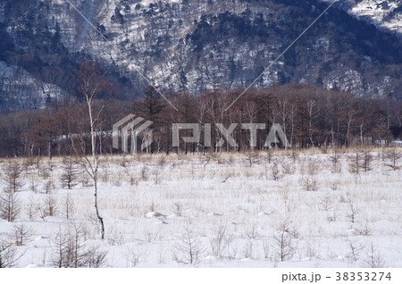 冬の奥日光 戦場ヶ原の雪と林 白と黒の山の背景 日本ロマンチック街道より望遠 Aの写真素材