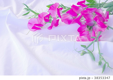 シーツの上のピンクのスイートピー 38353347