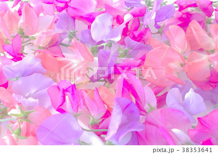 一面のスイートピーの花 38353641