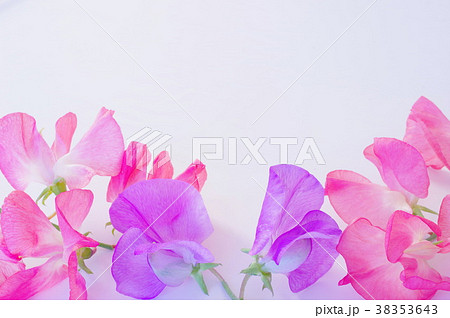 スイートピーの花 38353643