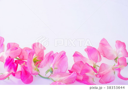 スイートピーの花 38353644