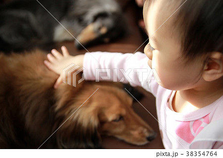 犬を撫でている1歳の女の子　ミニチュアダックス 38354764