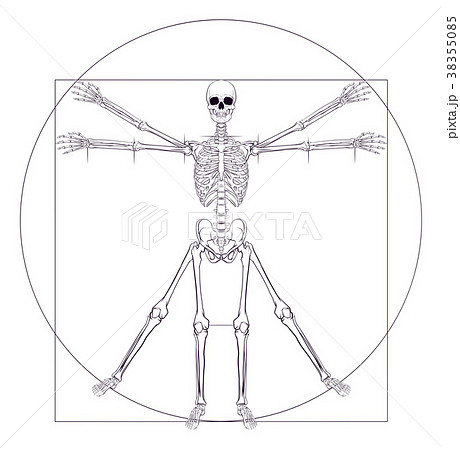 Skeleton Da Vinci Vitruvian Manのイラスト素材