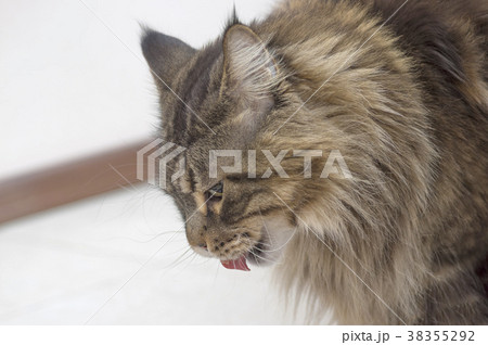 Maine Coon at tilted his head stuck out his tongue 38355292