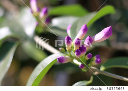 紫色 紫 パープル 38355663