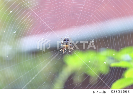 クモ 蜘蛛 スパイダー 38355668
