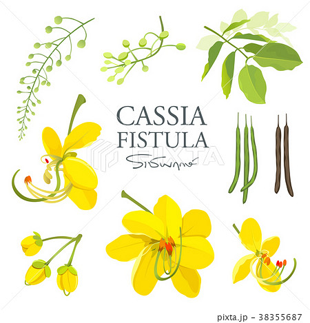 National flower of Thailand, Cassia Fistula National flower of Thailand, Cassia Fistula 38355687