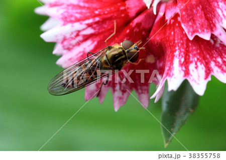 カーネーション ハマナデシコ 花 38355758