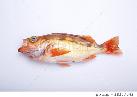 メバル 食べ物 メバル 食べ物 38357642