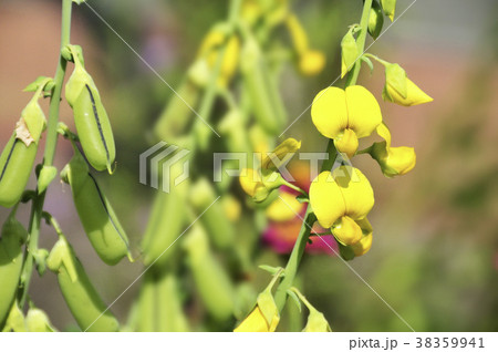 コガネタヌキマメの花 コガネタヌキマメの花 38359941