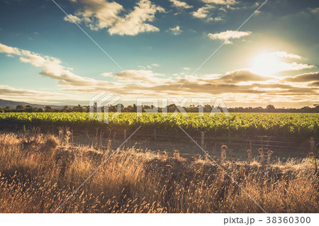 McLaren valley vineyards at sunset McLaren valley vineyards at sunset 38360300