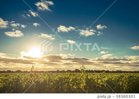 McLaren valley vineyards at sunset 38360301