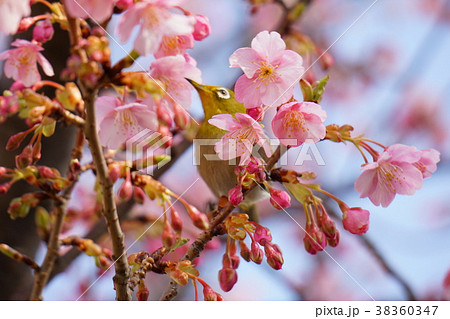目白と桜 38360347