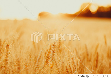 Spikelets of golden wheat on field. Beautiful Spikelets of golden wheat on field. Beautiful 38360474