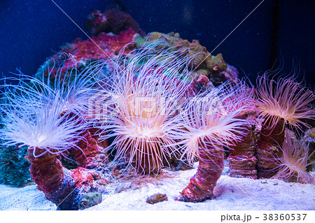 Beautiful live corals on the seabed. Excellent Beautiful live corals on the seabed. Excellent 38360537