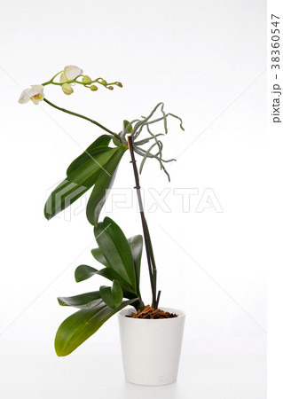 Orchid plant and erial roots on a white background 38360547