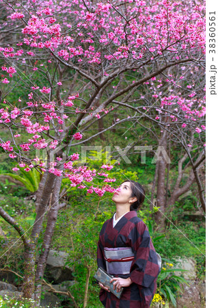 大島紬でお花見　緋寒桜  春爛漫   38360561
